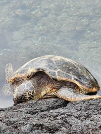 Across the street from rental