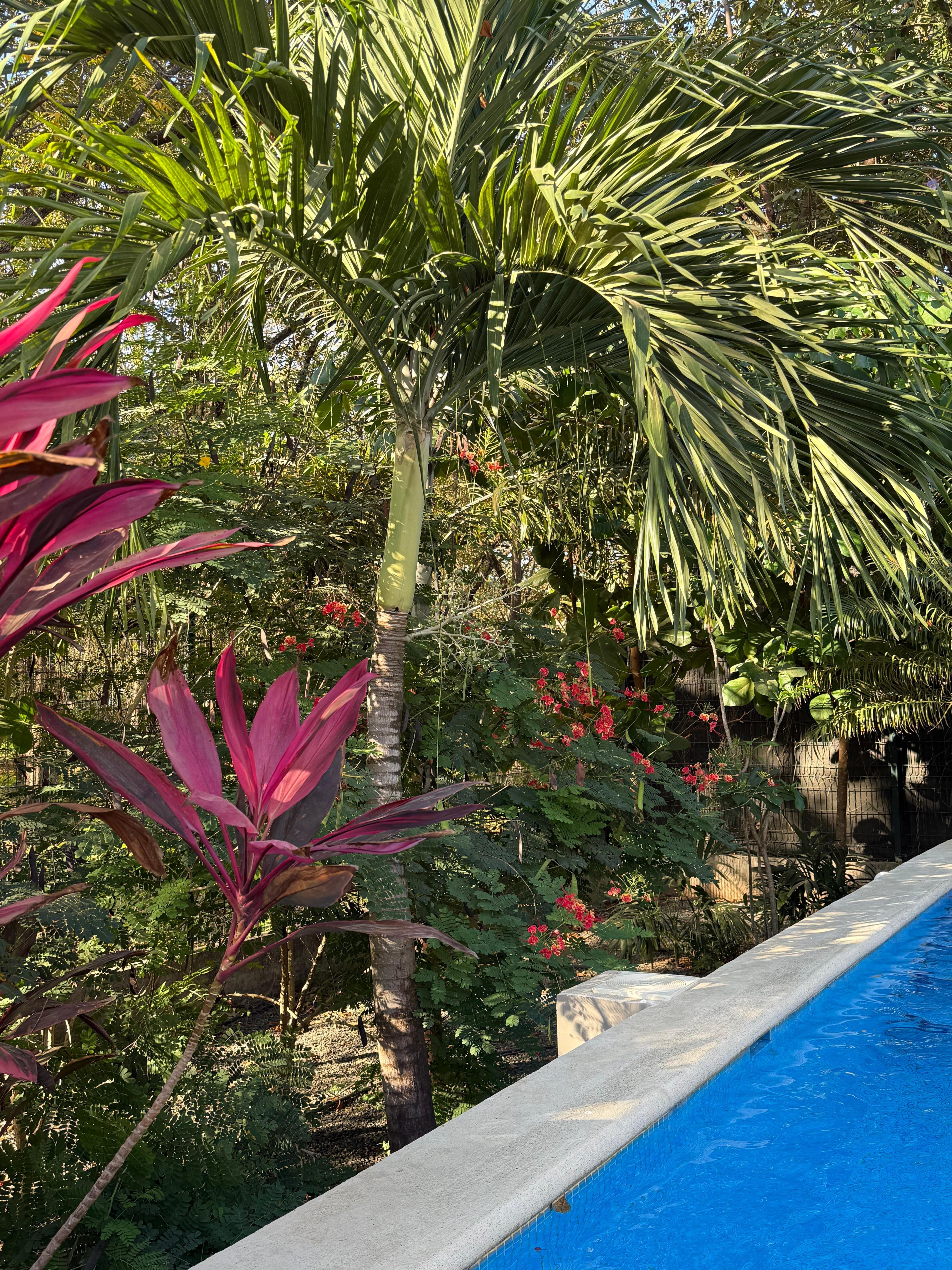 Backyard landscaping 