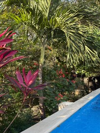 Backyard landscaping