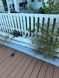 Yard could be nicer and maintained