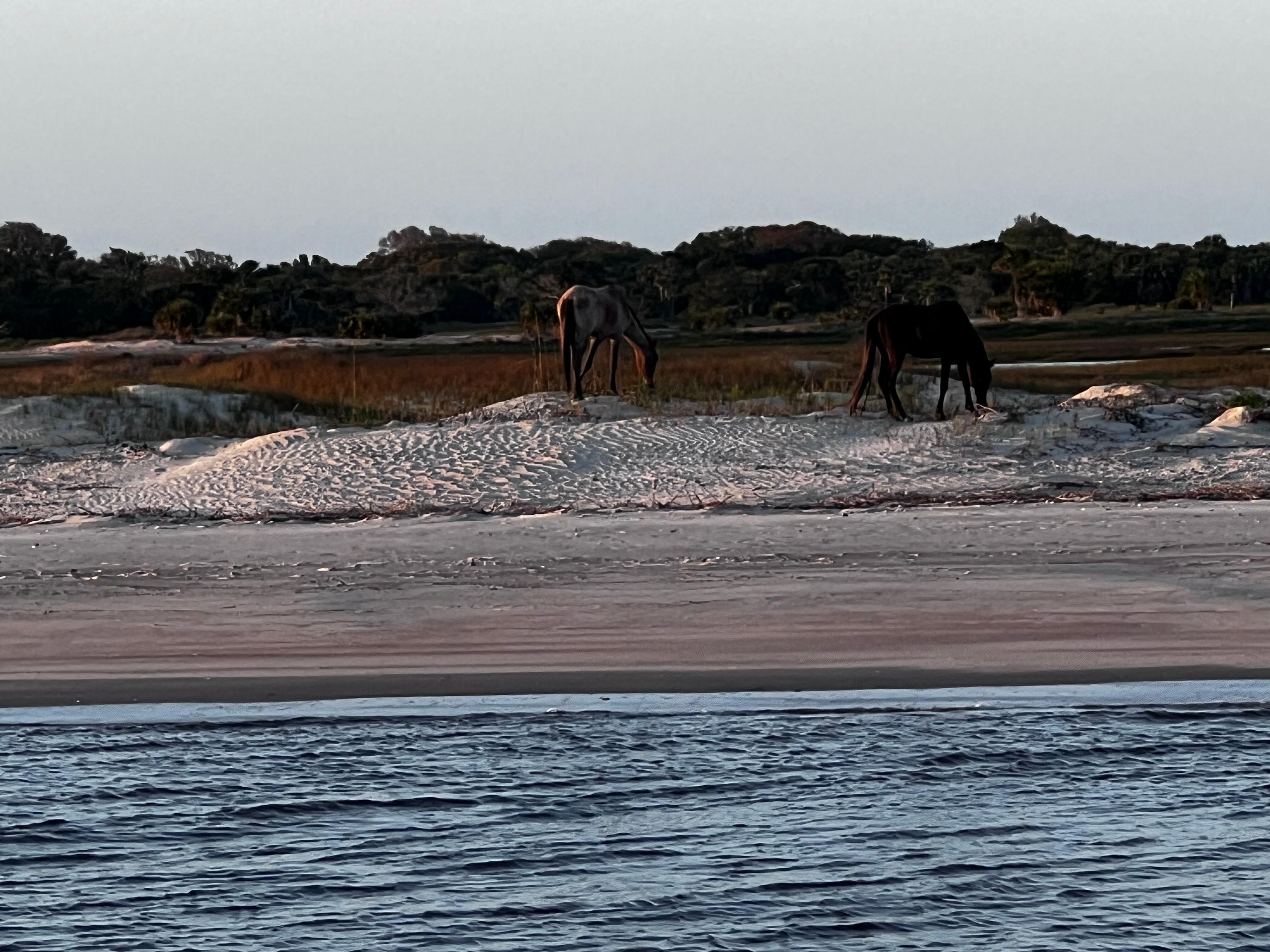 Boat tour of Cumberland island 