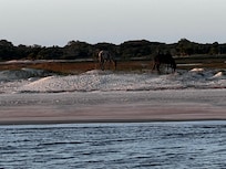 Boat tour of Cumberland island