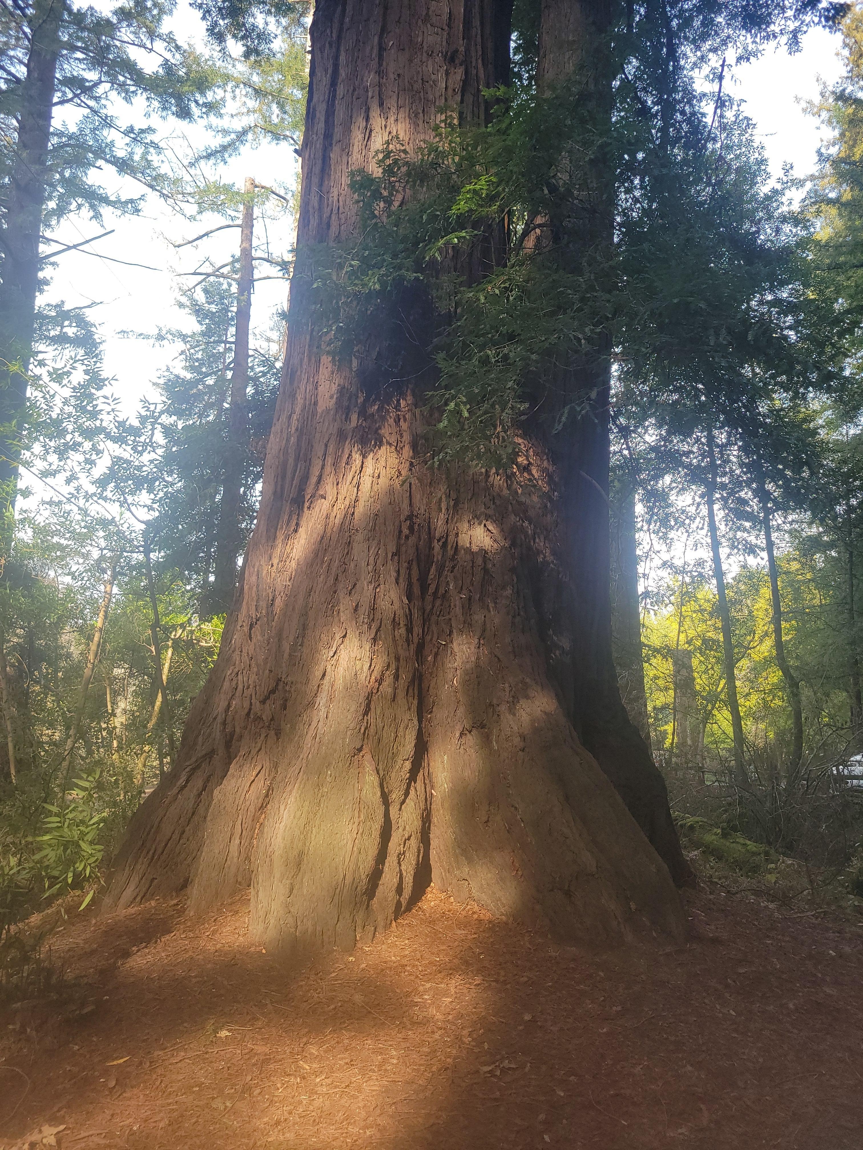 redwoods near santa cruze