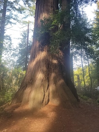 redwoods near santa cruze
