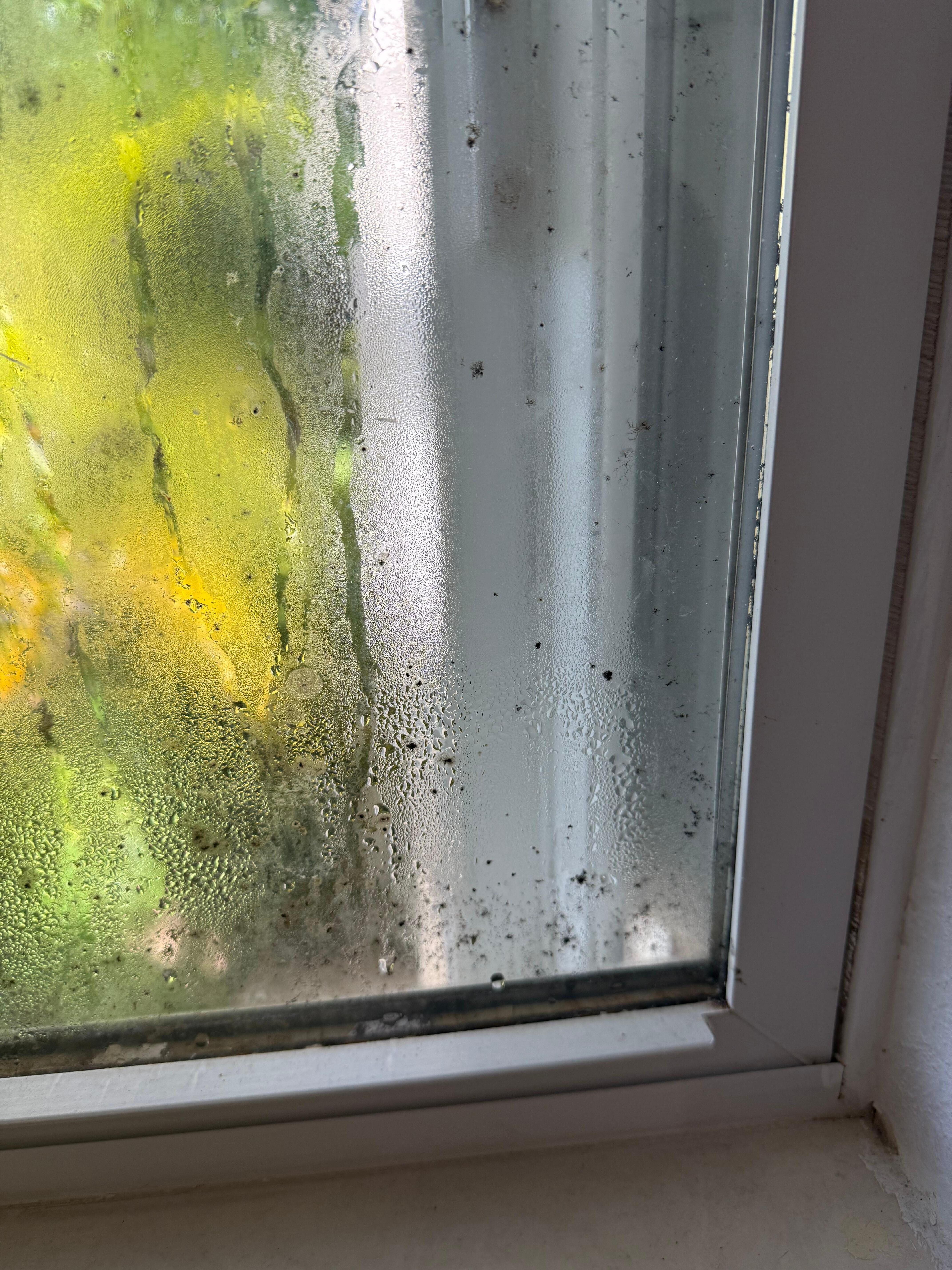 Moldy window in kitchen 