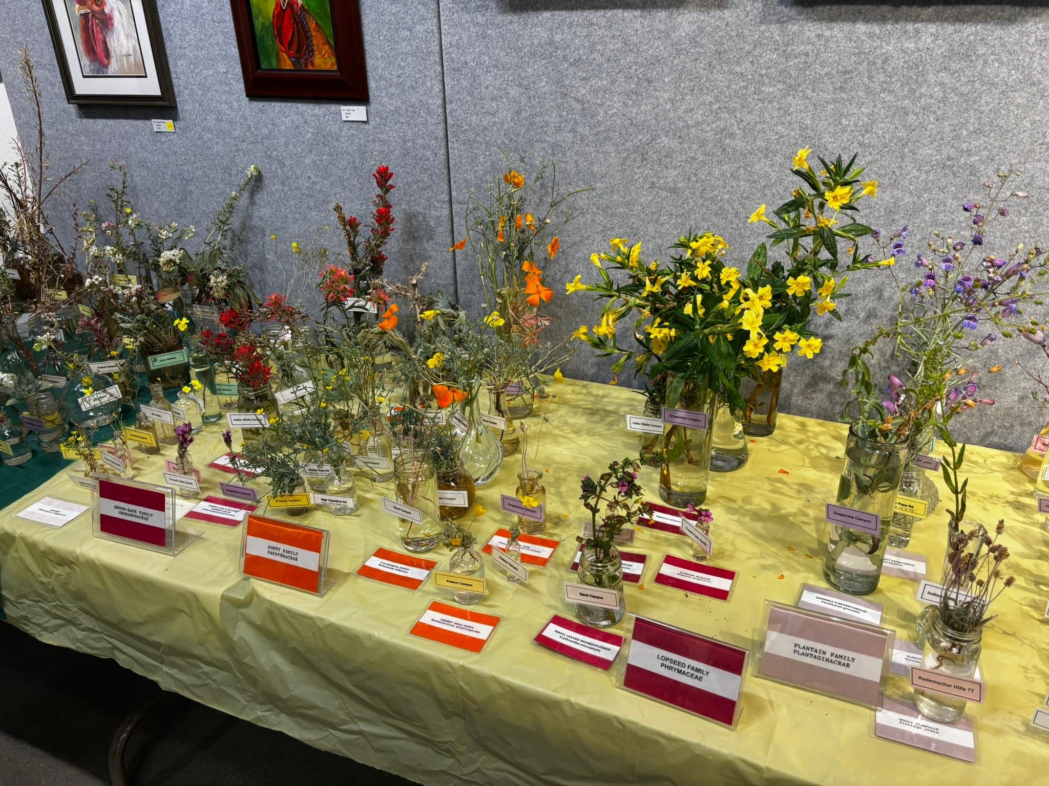 Maturango Museum annual Wildflower Exhibit