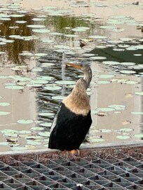 Birds at Circus Museum