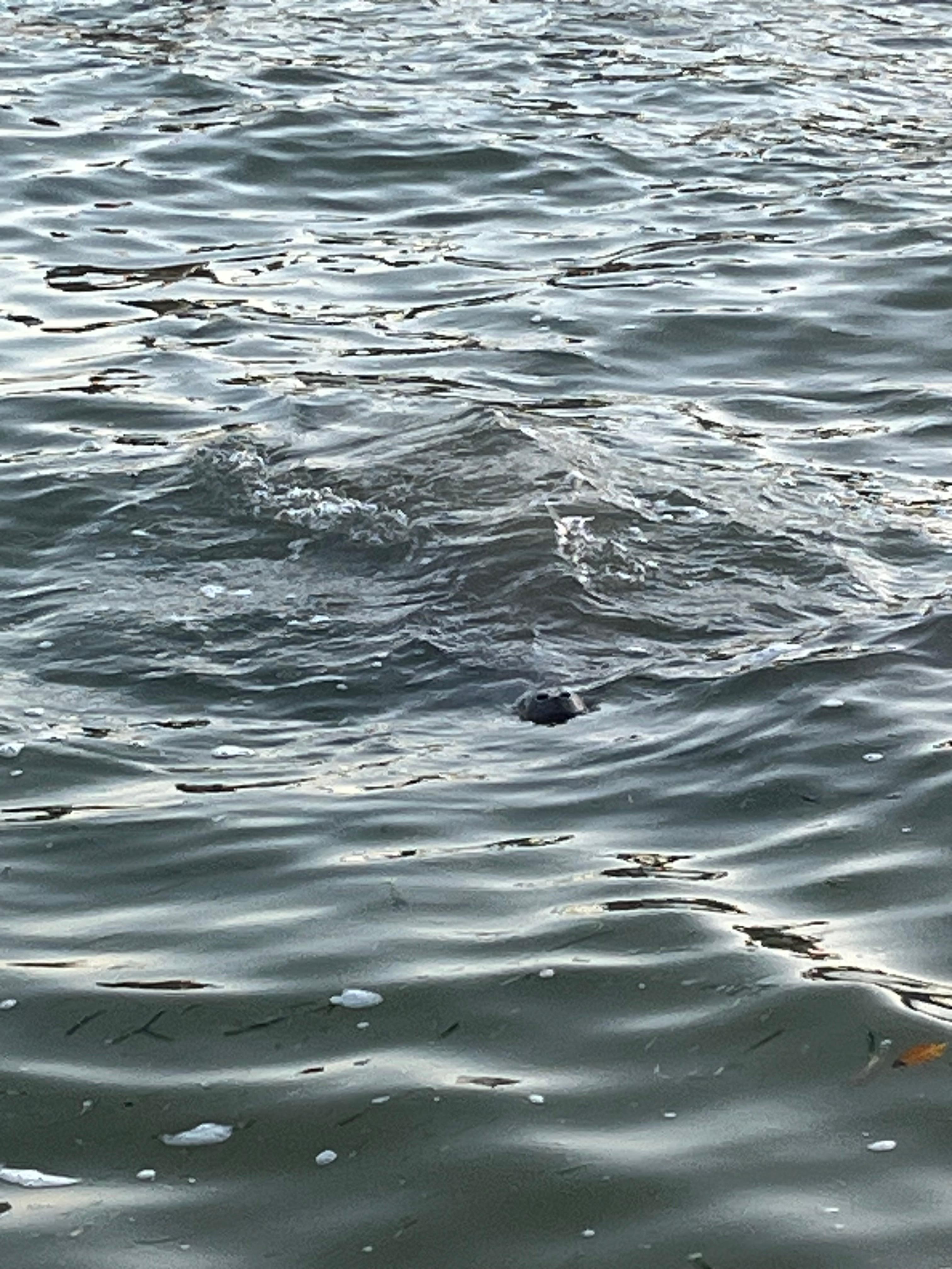 Lots of manatees at Jensen’s dock