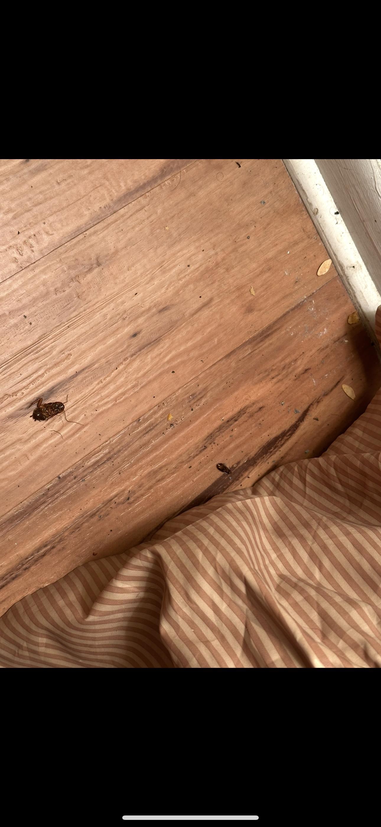 Dead roach carcus