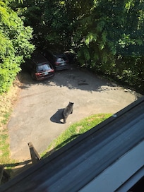 As they walked from the back yard to the neighbors house