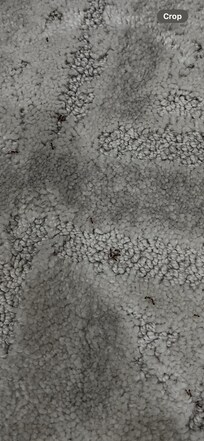 Ants
