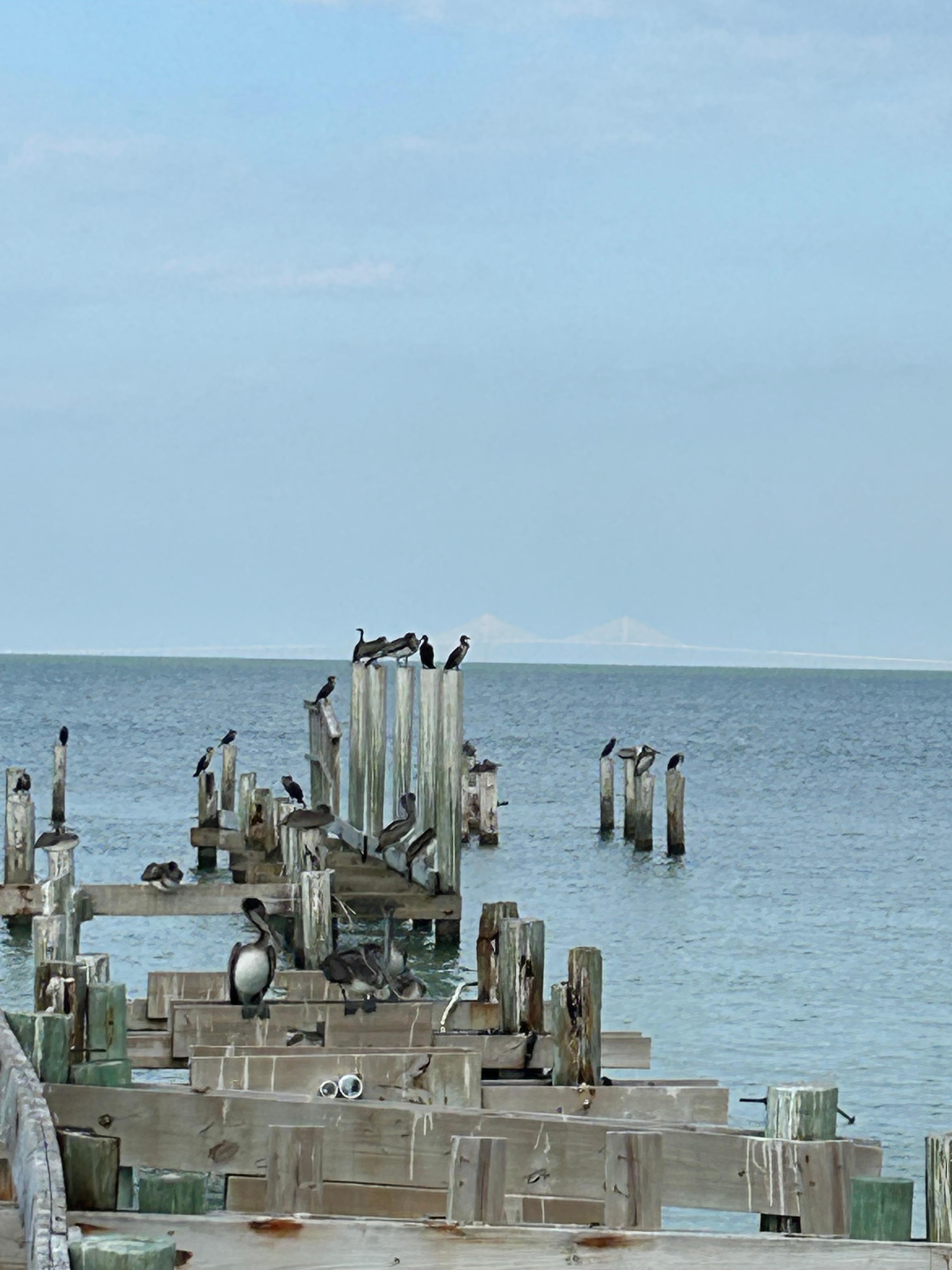 Pelicans enjoying Rod and Reel pier at beach a walk away from villa 