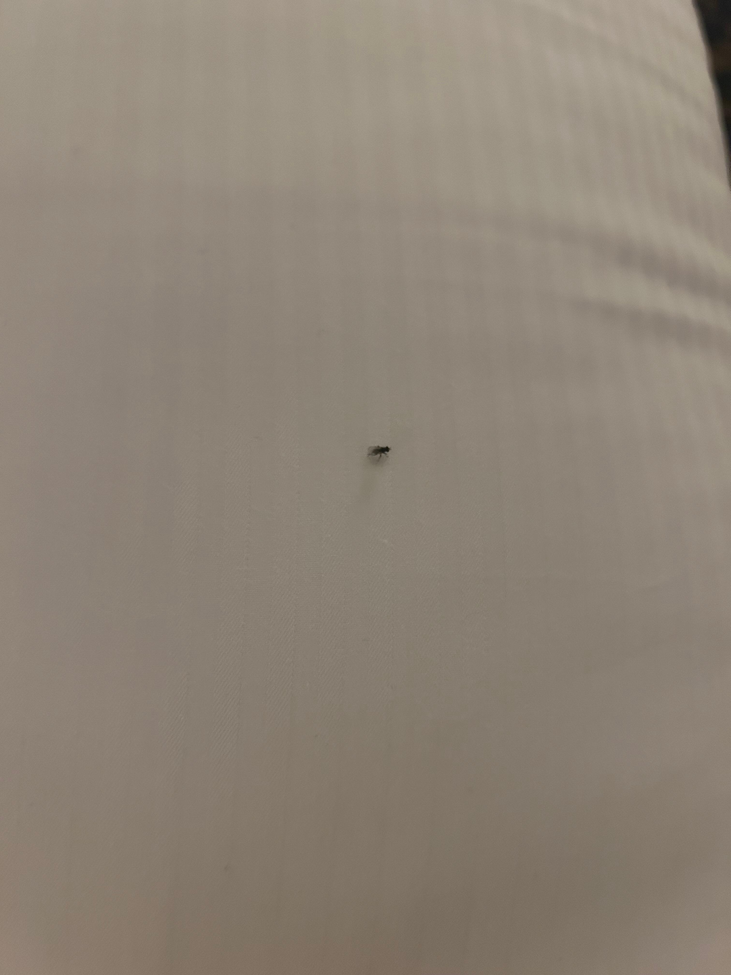 One bug on our bed.