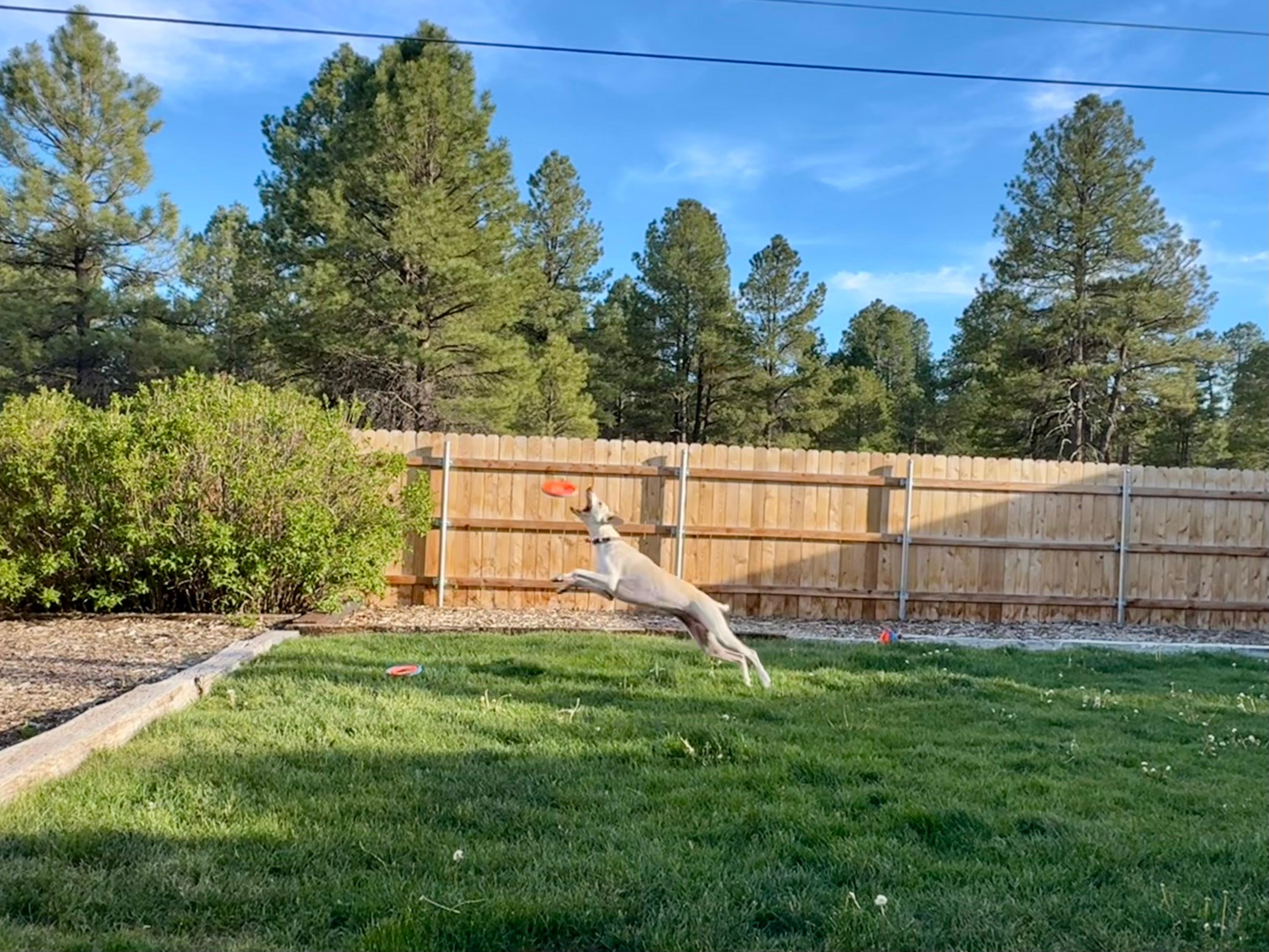 Our dog playing frisbee in the yard. 