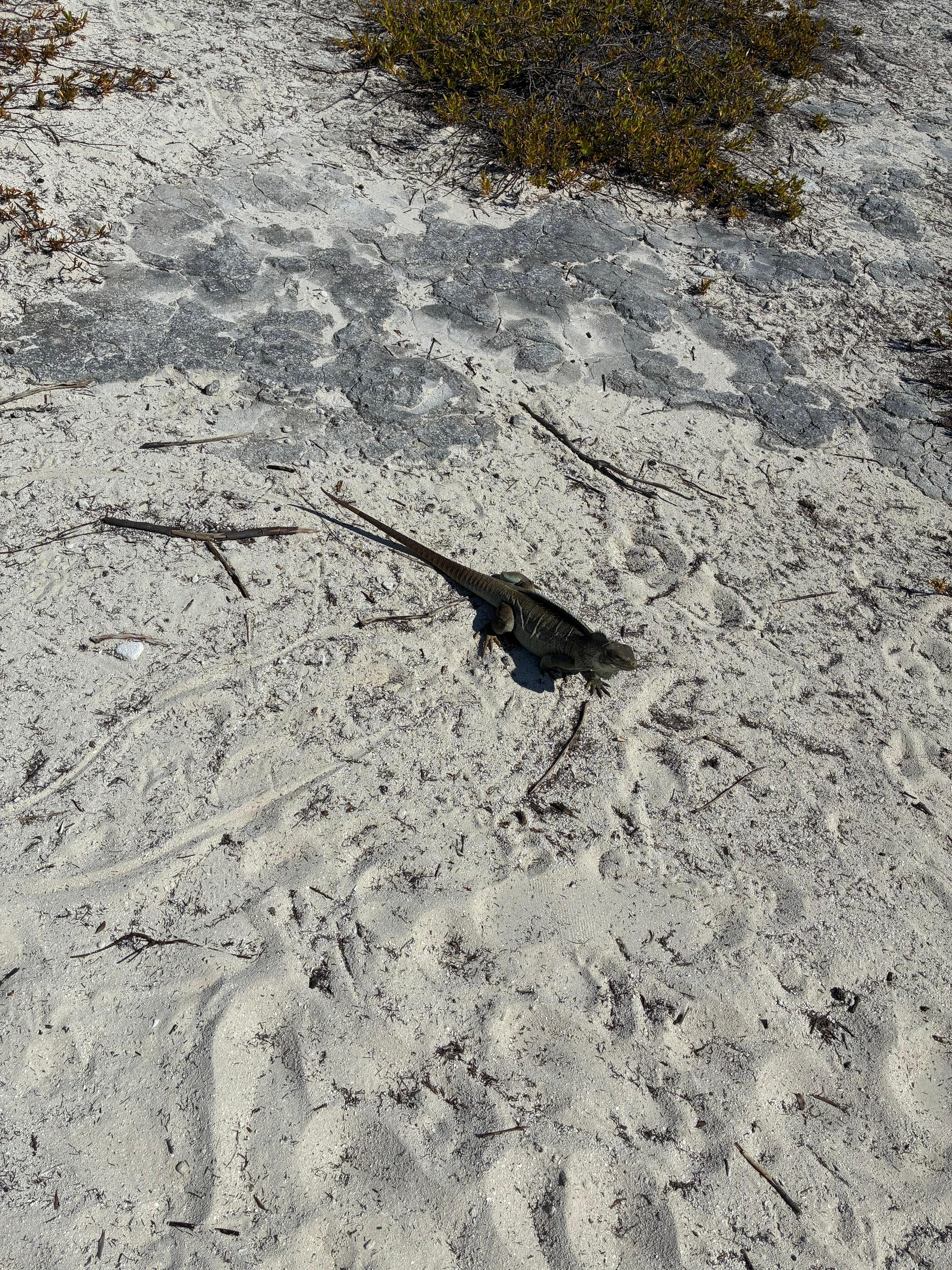 Iguana Island
