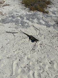 Iguana Island