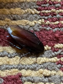 Edge water Inn - The roach motel