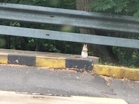 A local enjoying a snack in the parking lot.