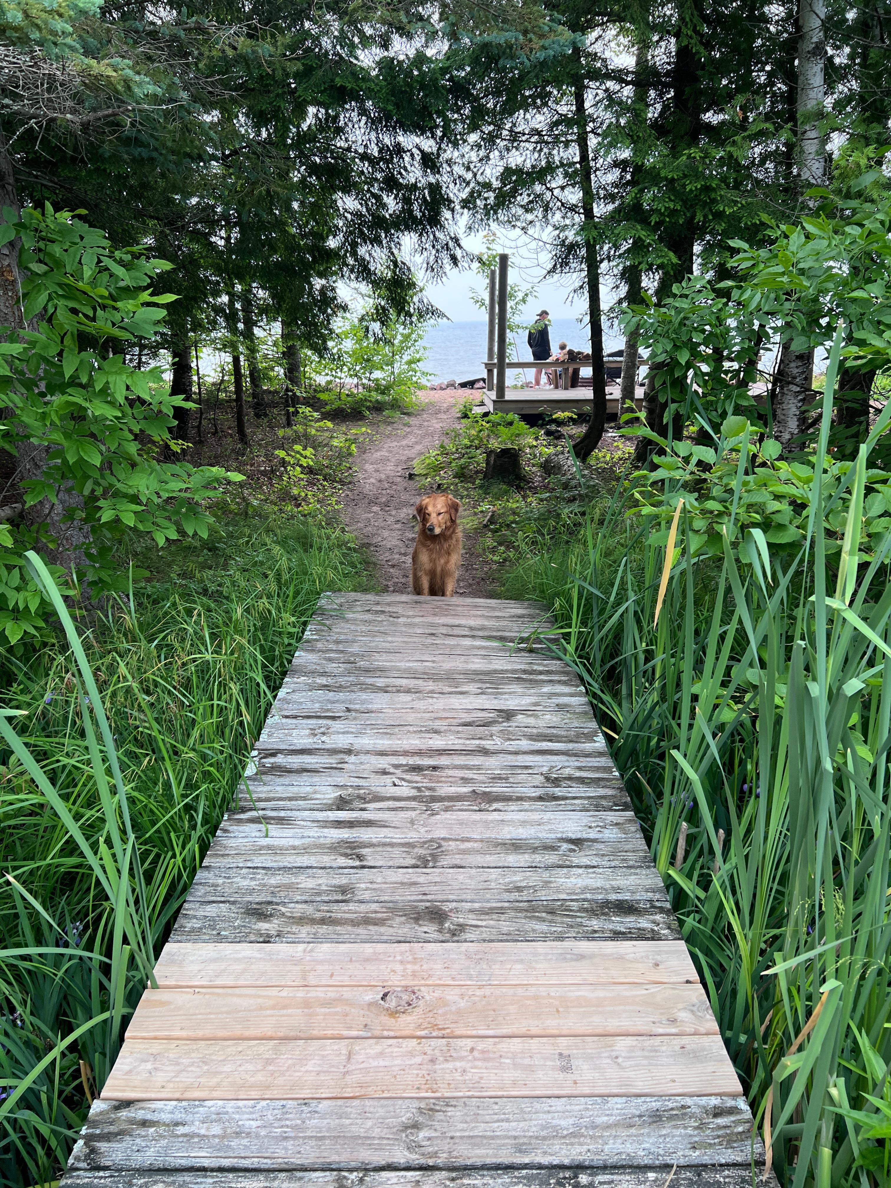 Pathway to lake.