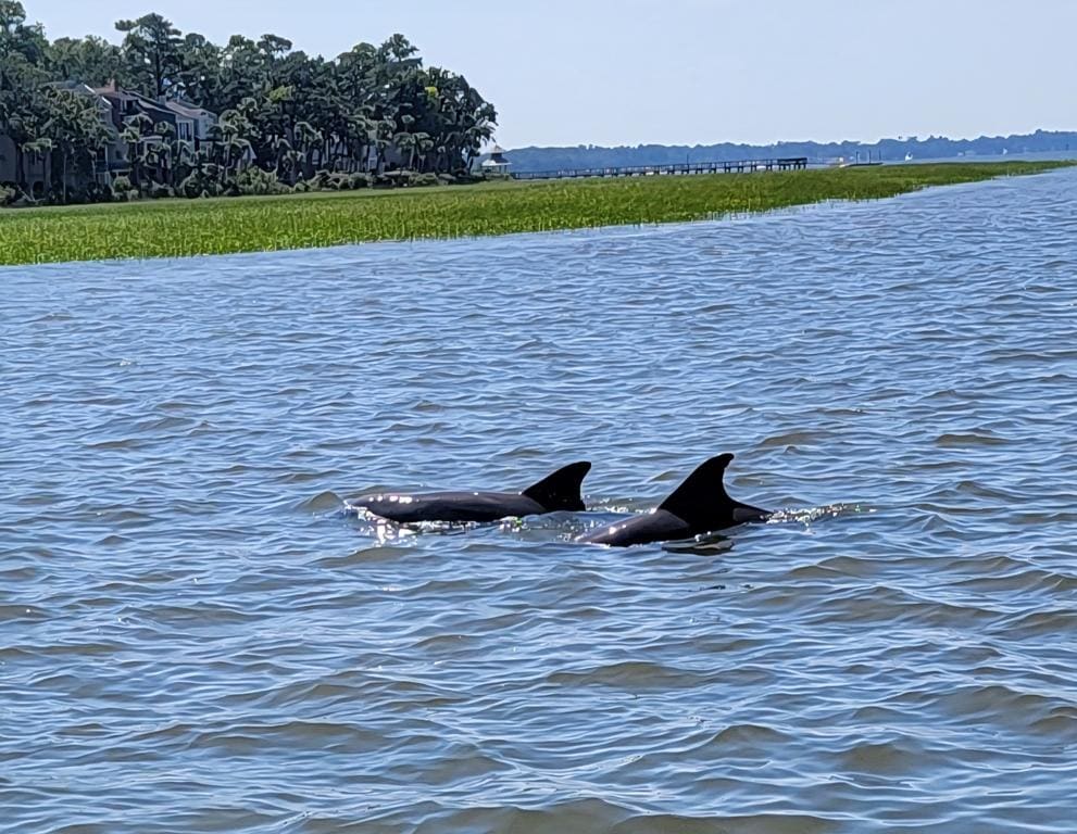 Lots of dolphins in the area.