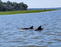 Lots of dolphins in the area.