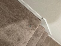 Carpet
Stains