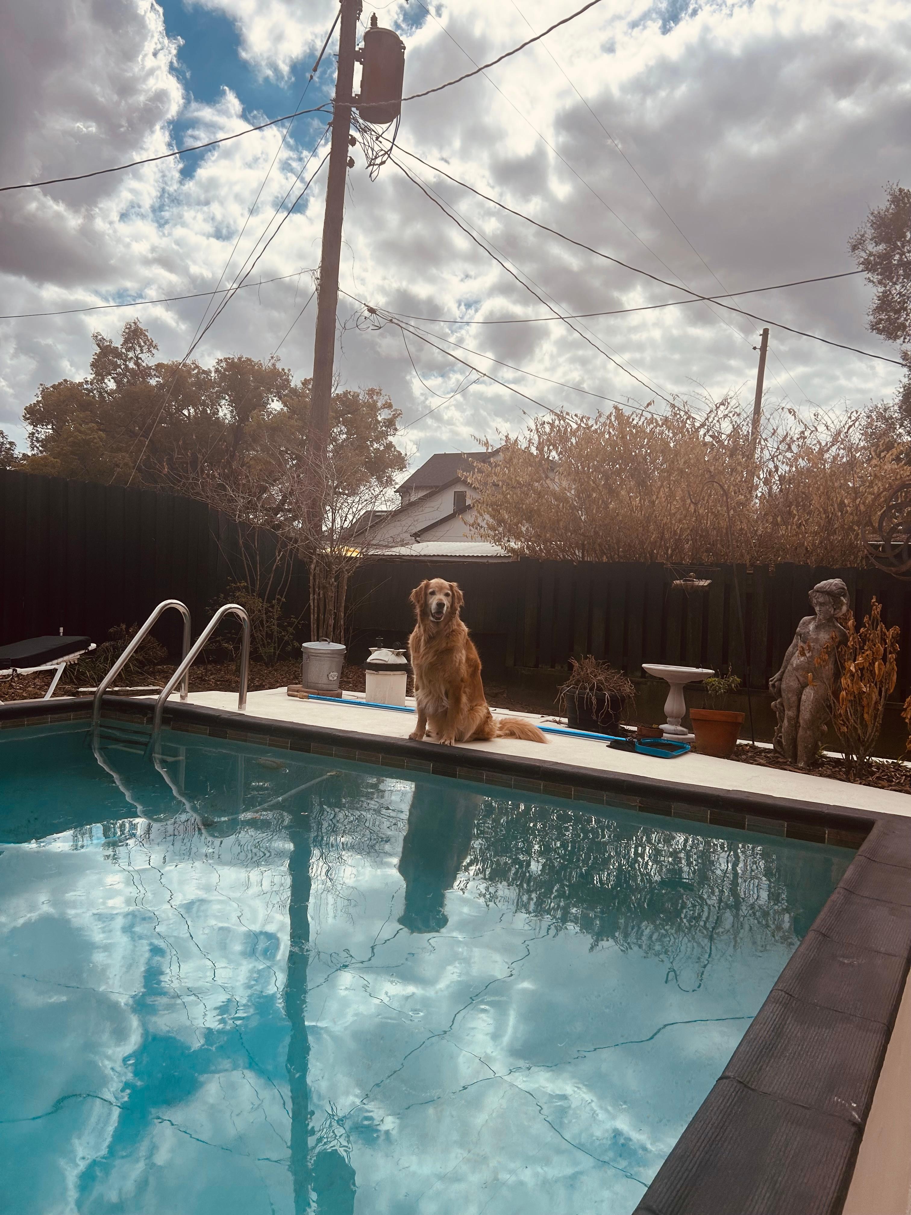 Coop getting ready to dive in after his tennis ball