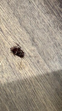 One of few that were found in this room and in the next room over that the front desk moved us to