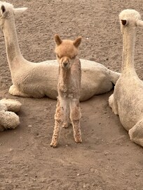 Alpaca paradise.