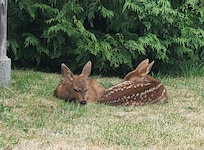 Fawns napping in the yard