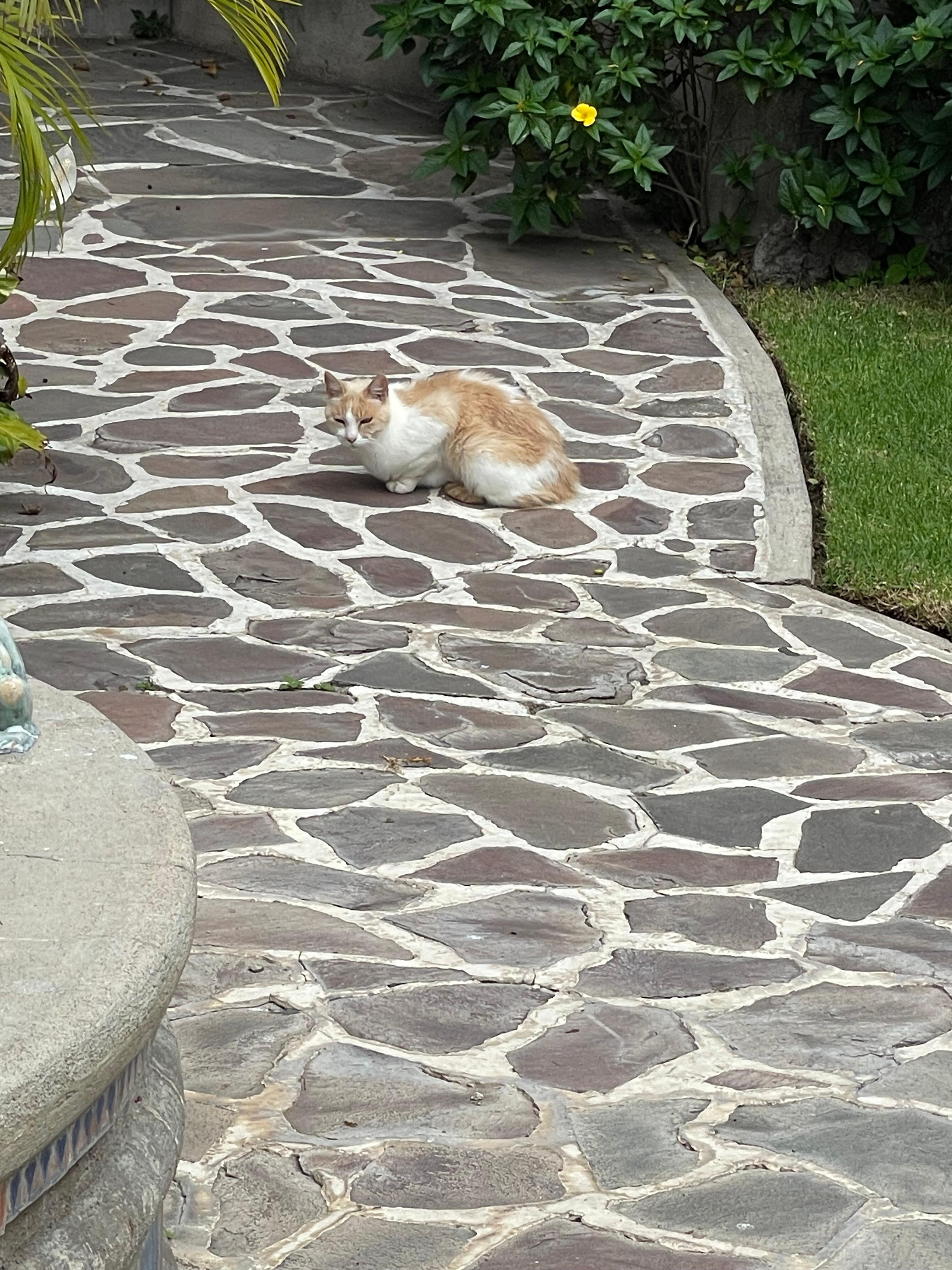 One of the resident feral cats