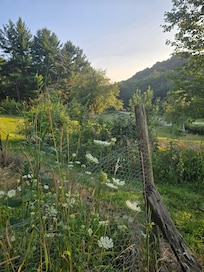Backyard garden