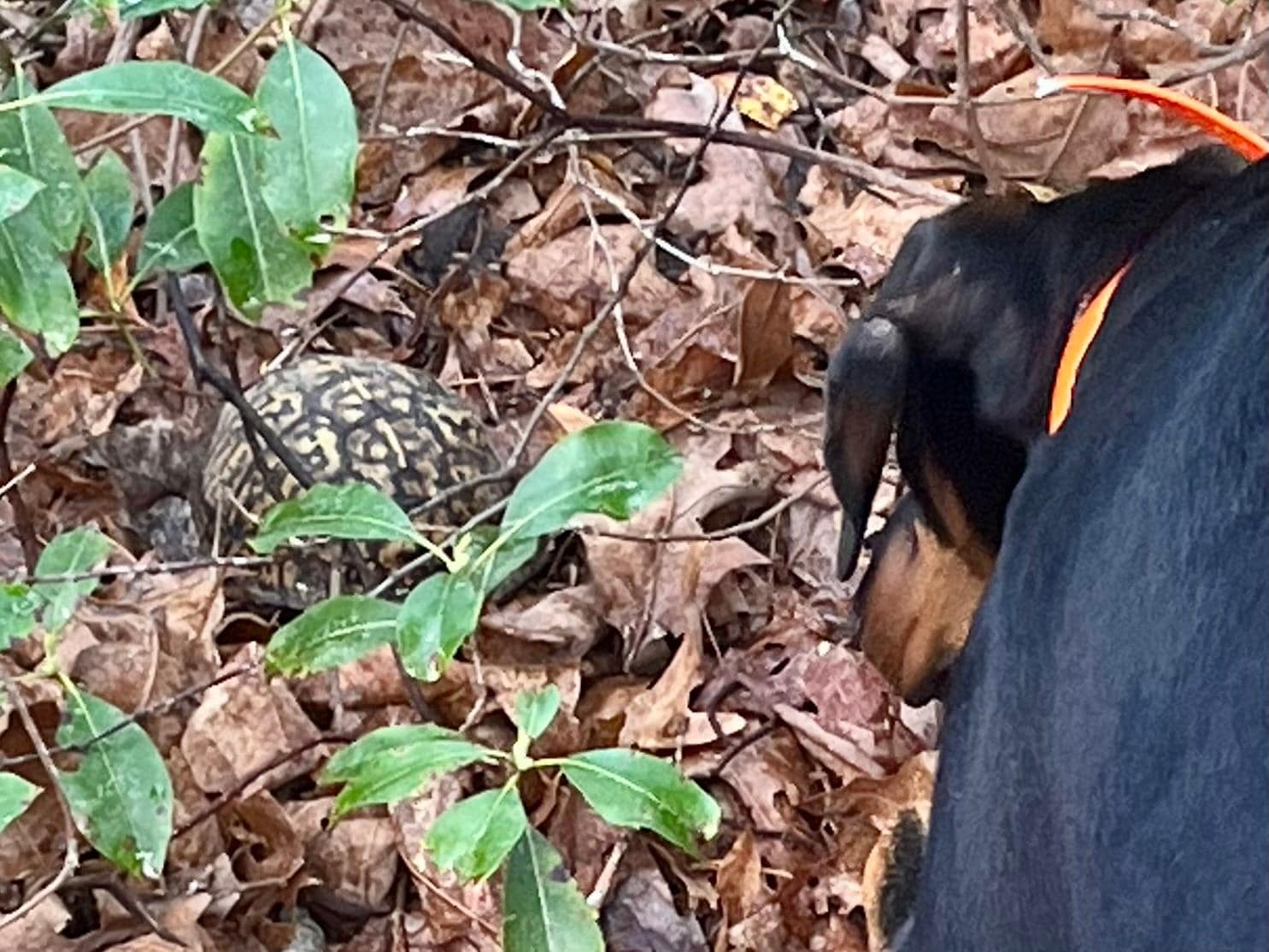 Nature walk, found a turtle.