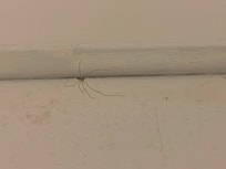Spiders