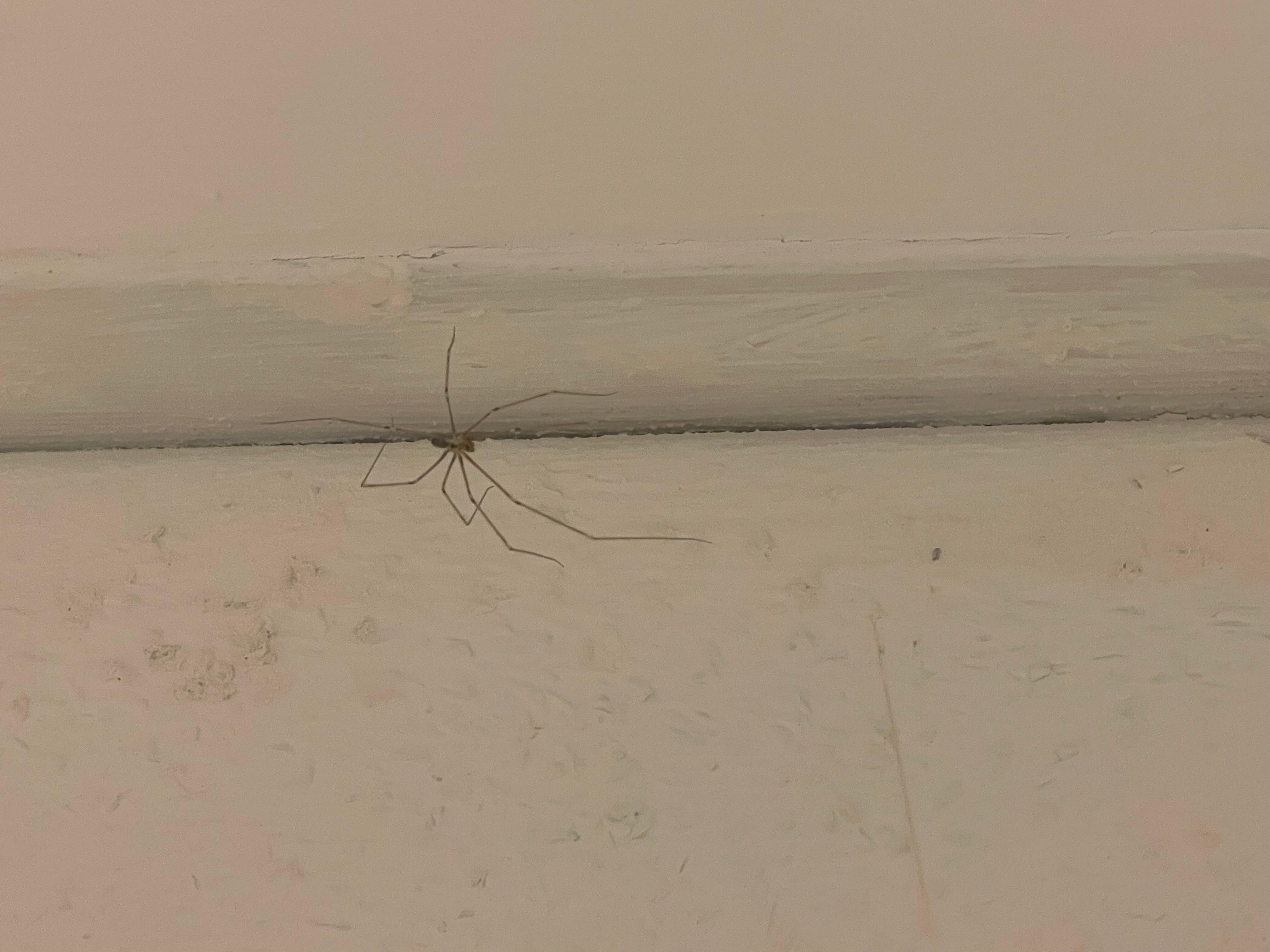 Spiders