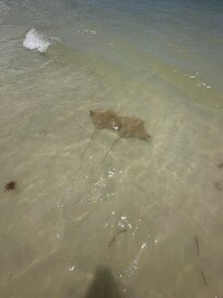 We saw stingrays!