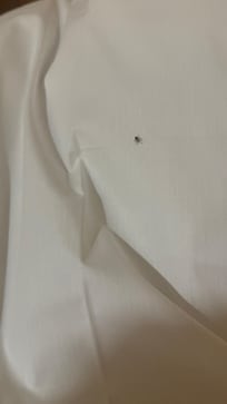 Bed bug