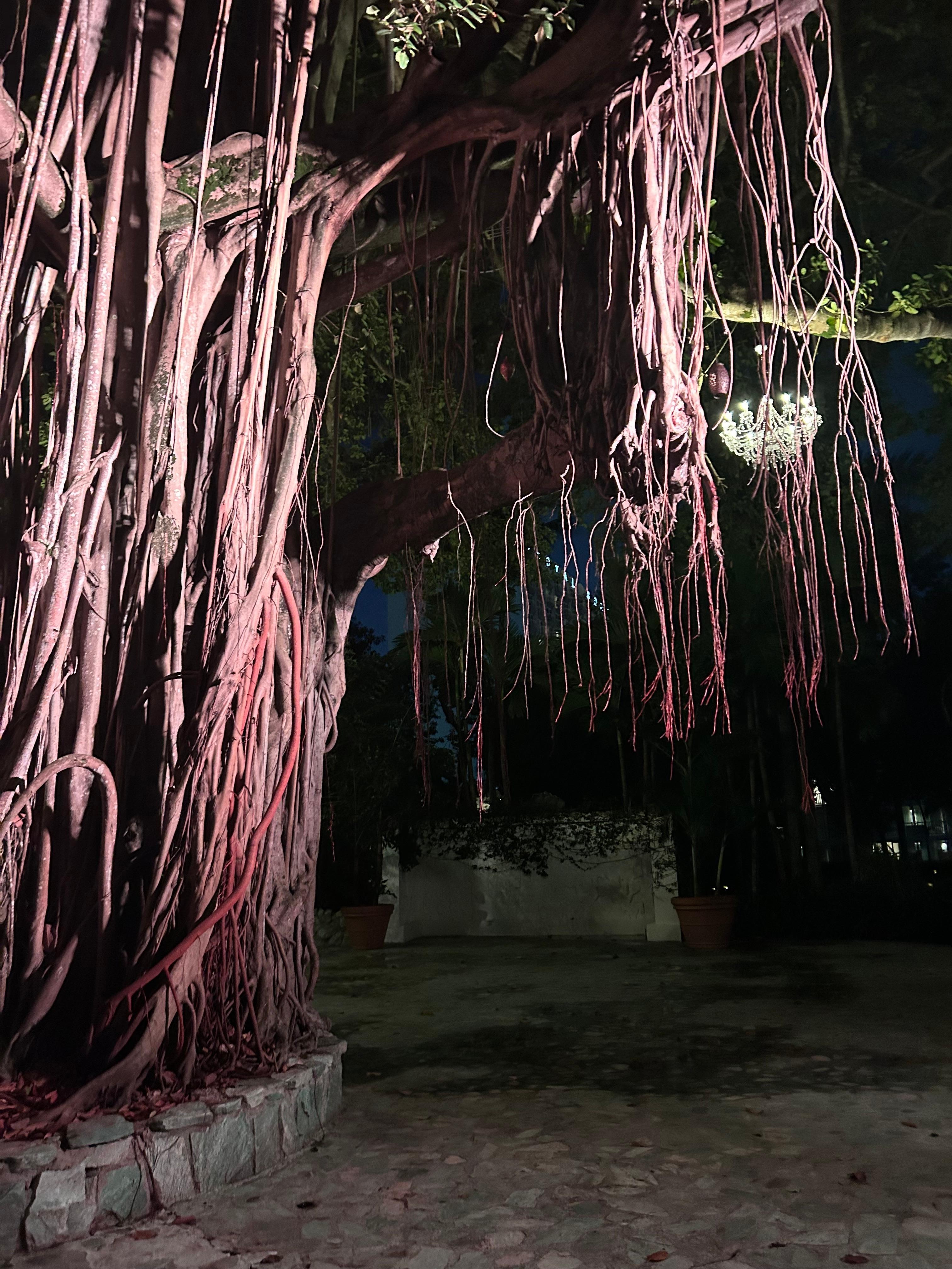 Banyan tree in courtyard 
