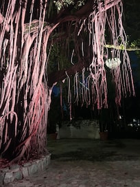 Banyan tree in courtyard