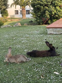 Some of the Pietrablu Resort rabbits.