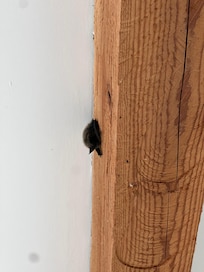 Bat in the bathroom. His little friend is wedged between the rafter and the ceiling. We found them Saturday morning.