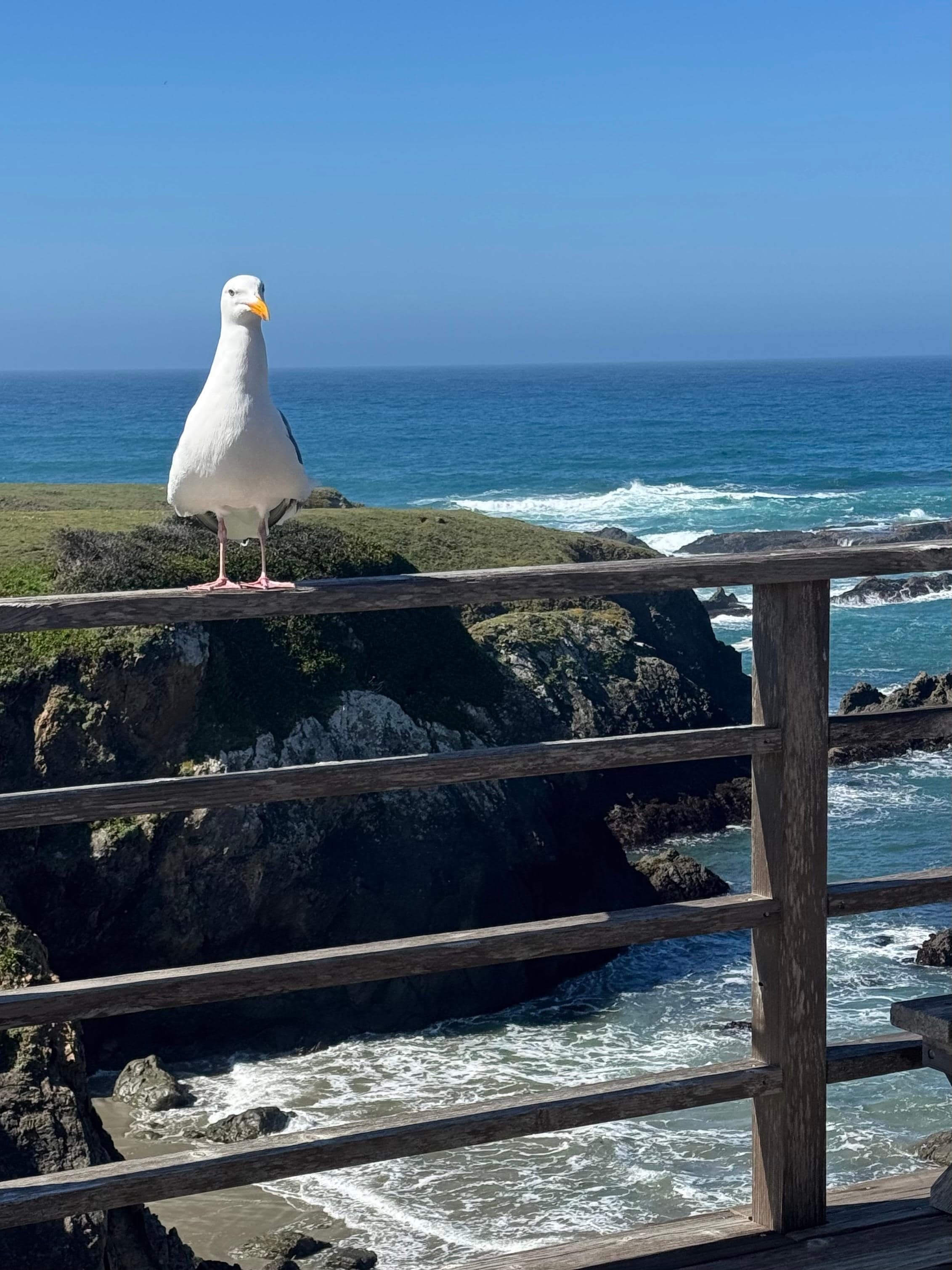 We even had a friendly visitor while we were relaxing on the deck enjoying the amazing views! 