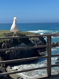 We even had a friendly visitor while we were relaxing on the deck enjoying the amazing views!