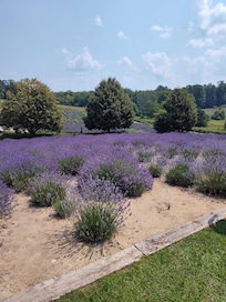Lavender Hill farm