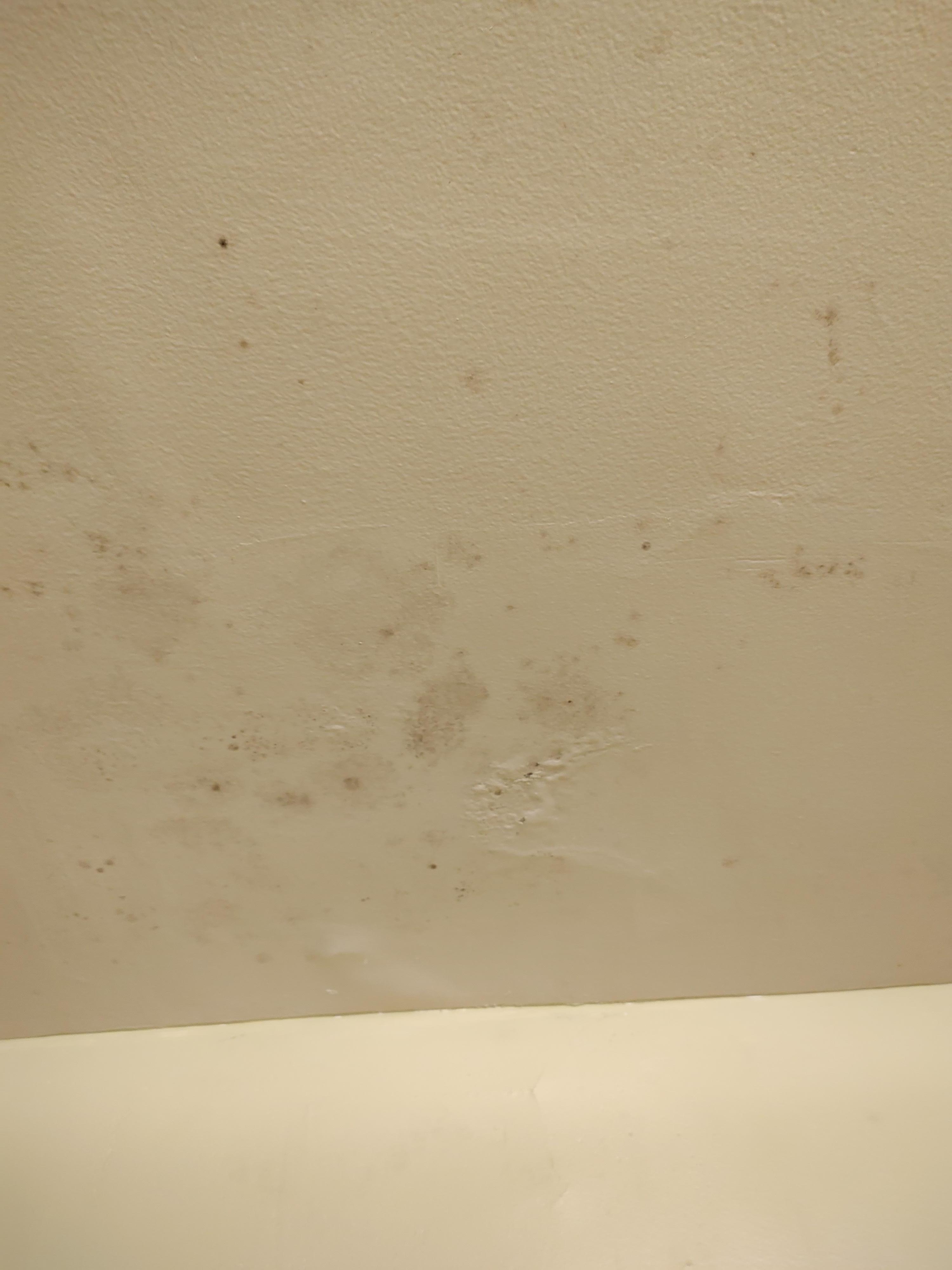 Bathroom mold