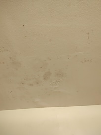 Bathroom mold