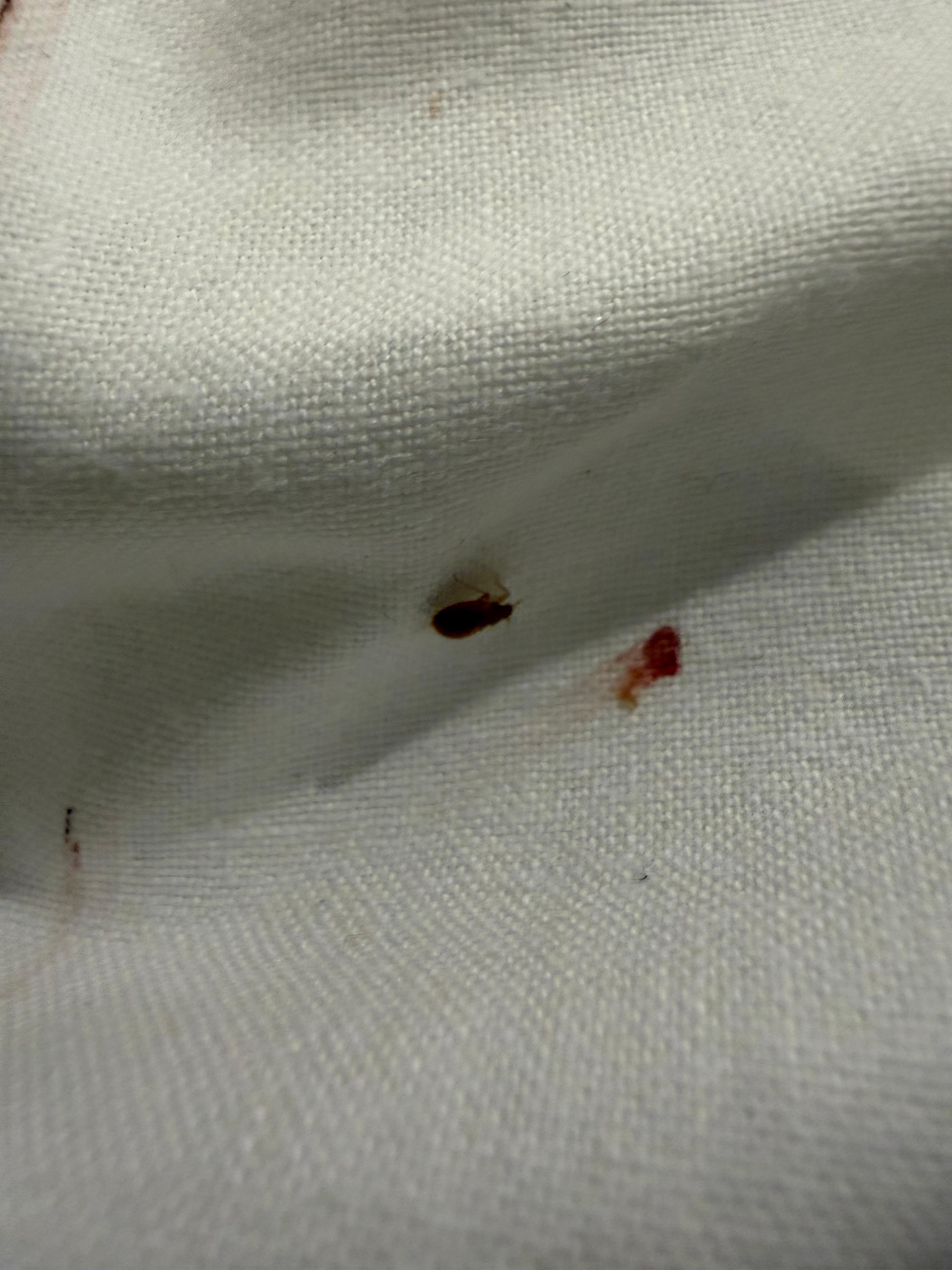 Bed bugs in my bed