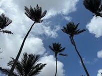 Trees at property