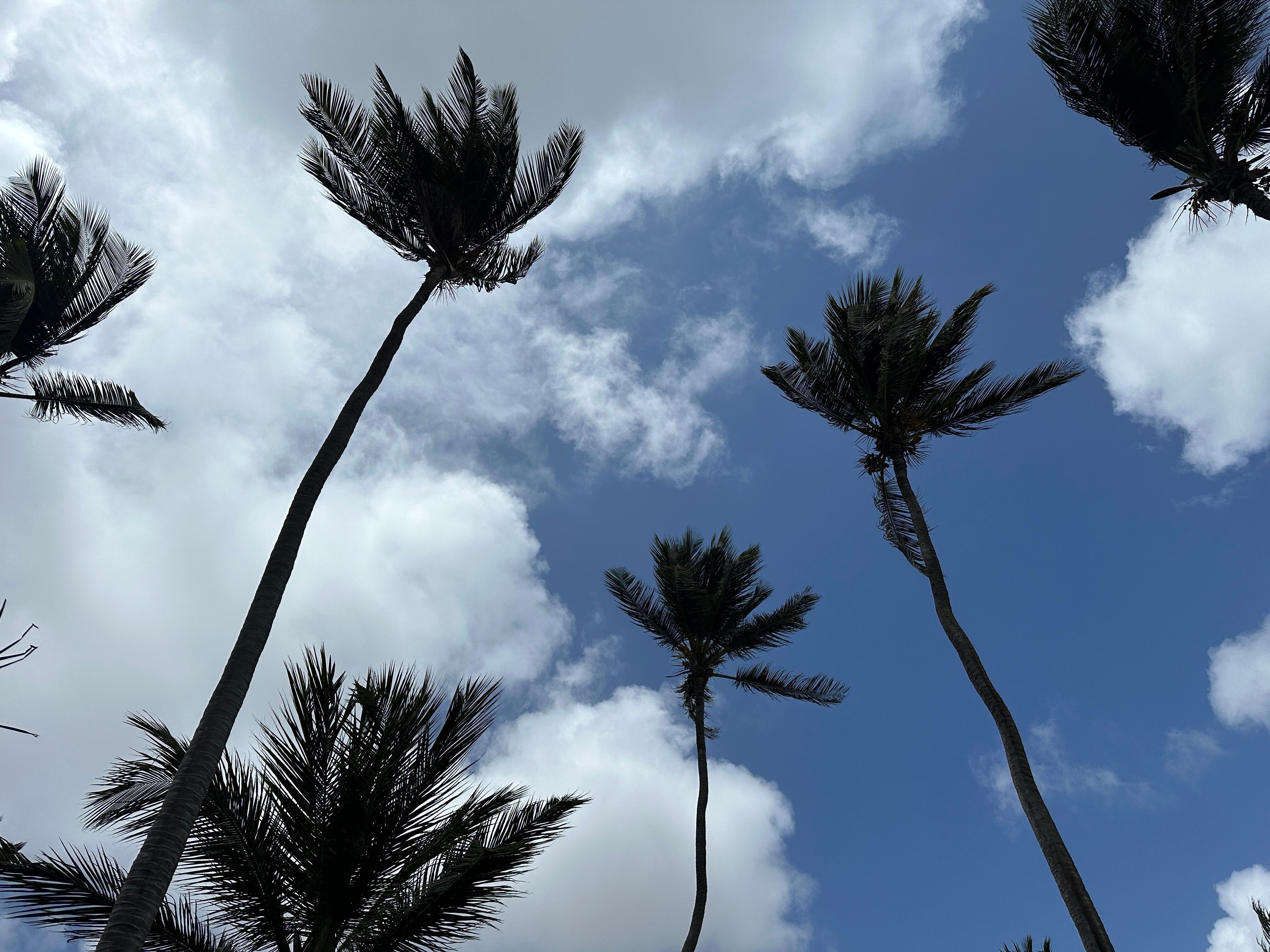 Trees at property 