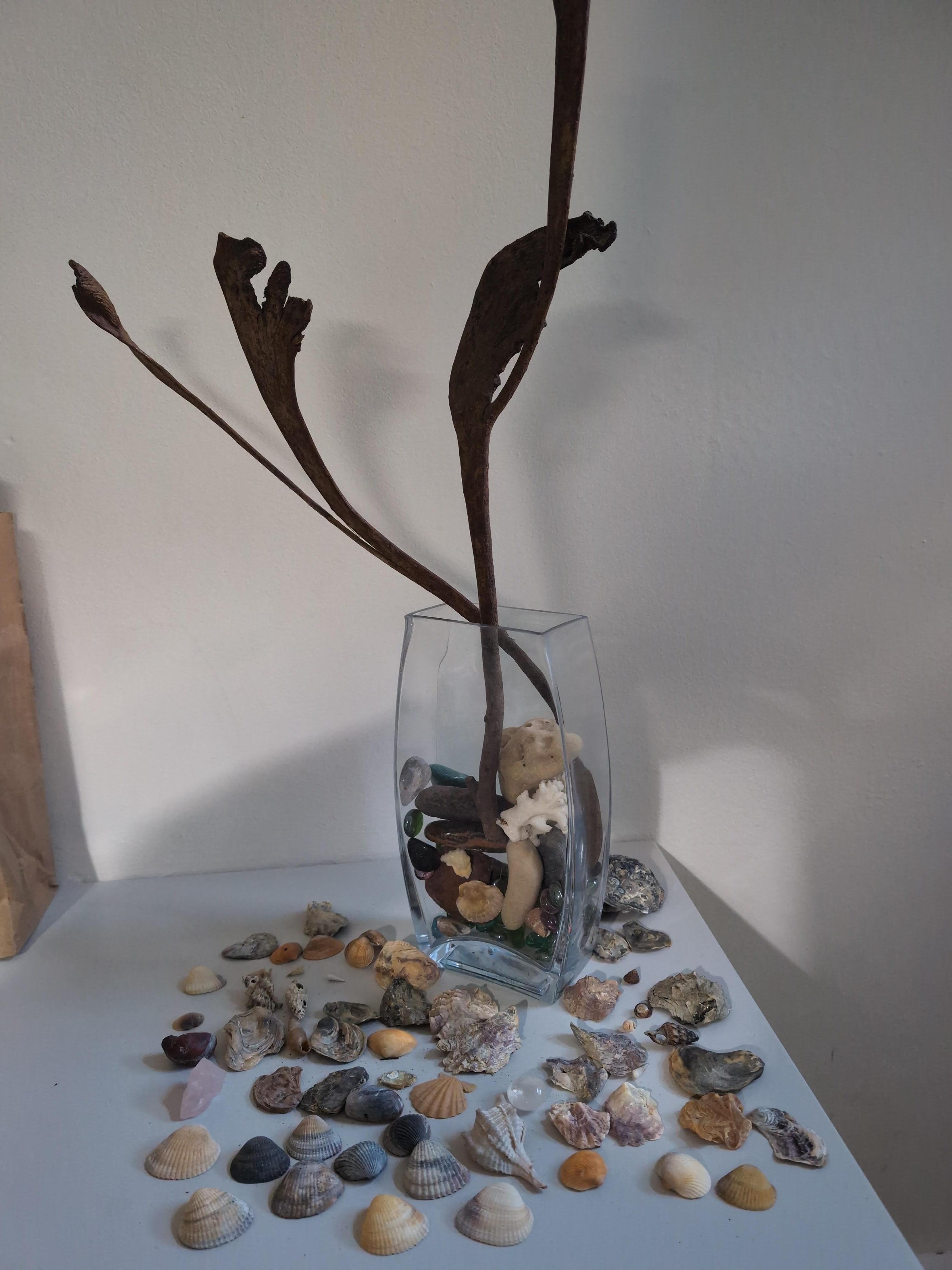 Inside the kitchen, shells & treasures from the local beach